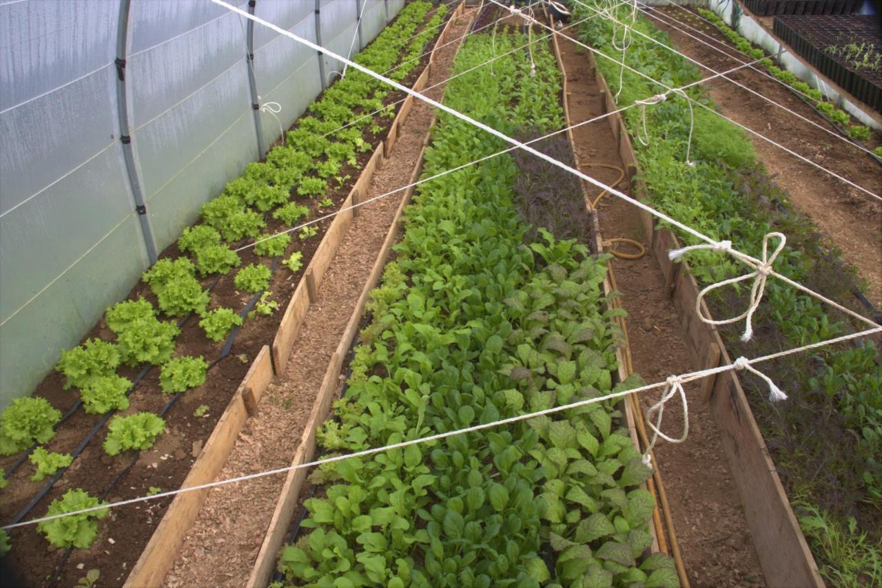 Casa L&M Διαμέρισμα Lajes das Flores Εξωτερικό φωτογραφία