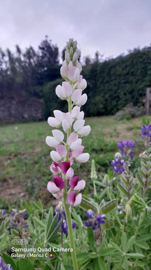 Casa L&M Διαμέρισμα Lajes das Flores Εξωτερικό φωτογραφία